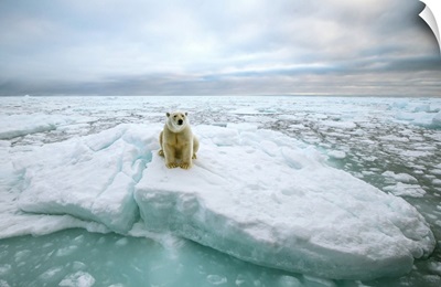 Polar Bear Sitting On A Ice Floe