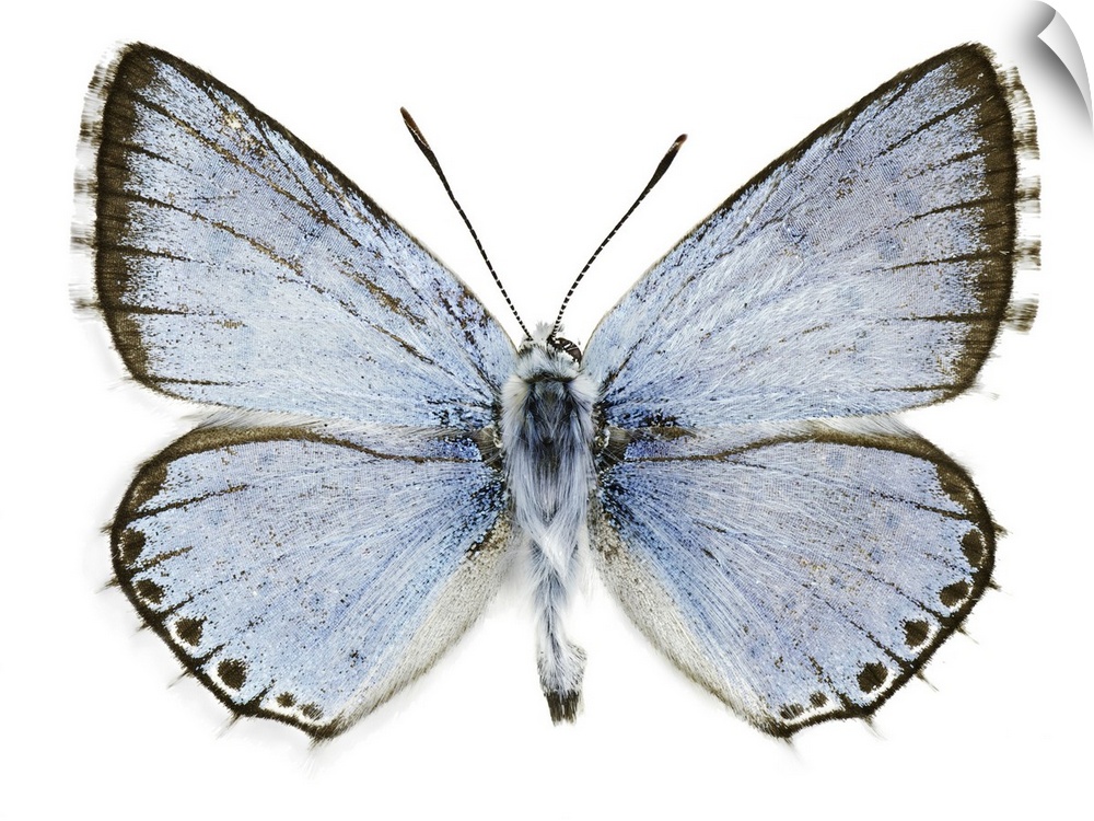 Polyommatus caelestissima butterfly. This butterfly is found in the Palaearctic ecozone. Specimen obtained from the Univer...