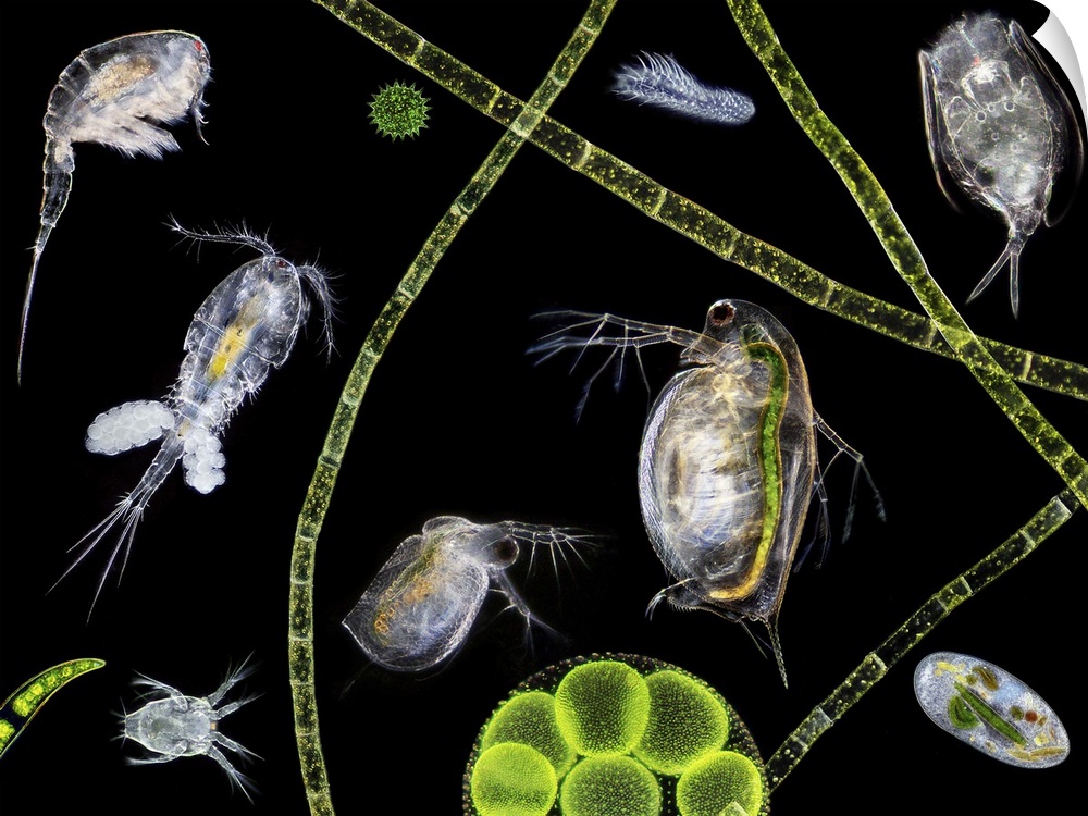 Pond life, macrophotograph. At centre are two water fleas (Daphnia sp.). A copepod (Cyclops sp.) carrying eggs is at centr...