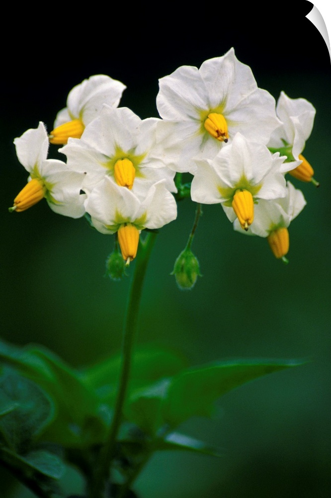 Potato flowers (Solanum tuberosum).