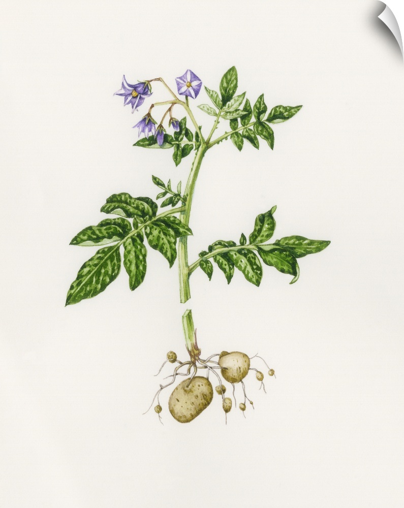 Potato (Solanum tuberosum). Watercolour artwork illustrating a potato plant. The plant belongs to the Solanaceae or nights...
