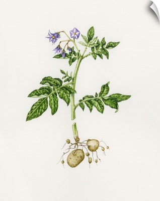 Potato (Solanum tuberosum)