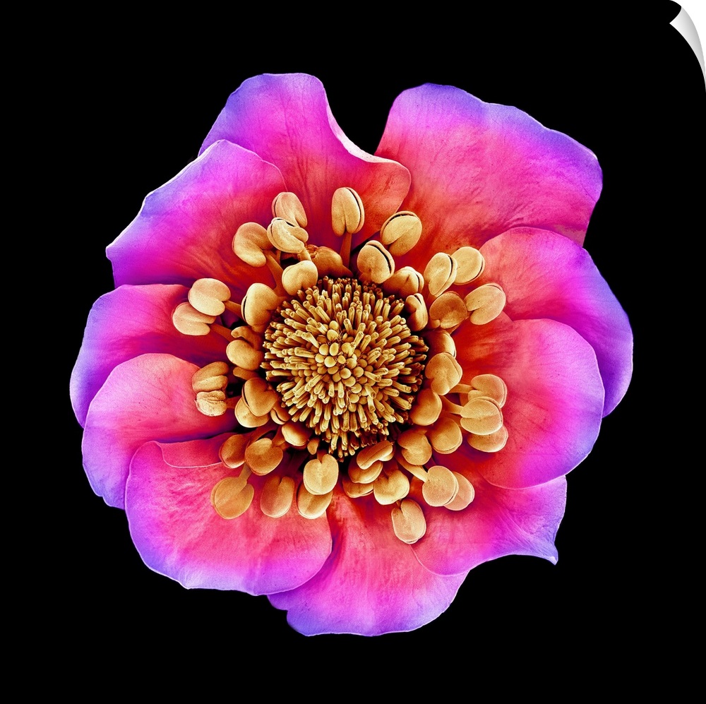 Potentilla kleiniana flower, coloured scanning electron micrograph (SEM).