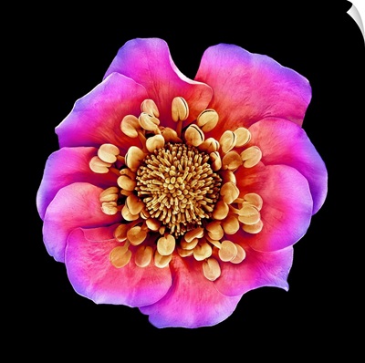 Potentilla Kleiniana Flower, SEM