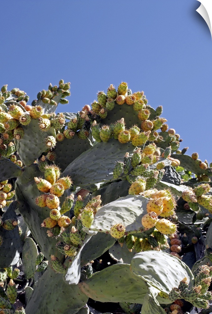 Prickly pear cacti (Opuntia sp.) bearing fruit. Photographed in Illora, Granada, Spain.