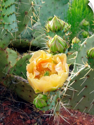 Prickly pear cactus (Opuntia sp.)