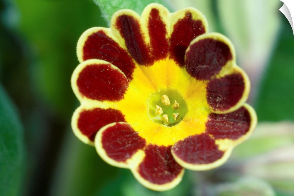 Primrose (Primula 'Gold Lace') flower.