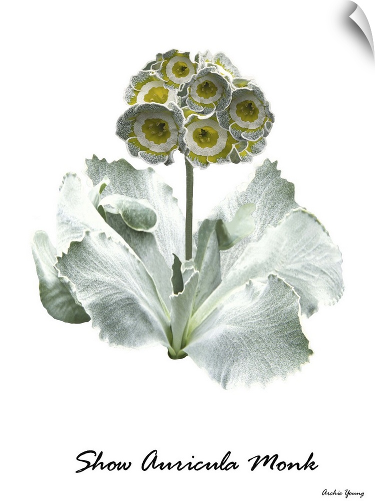 Botanical illustration of a Primrose (Primula auricula 'Monk').