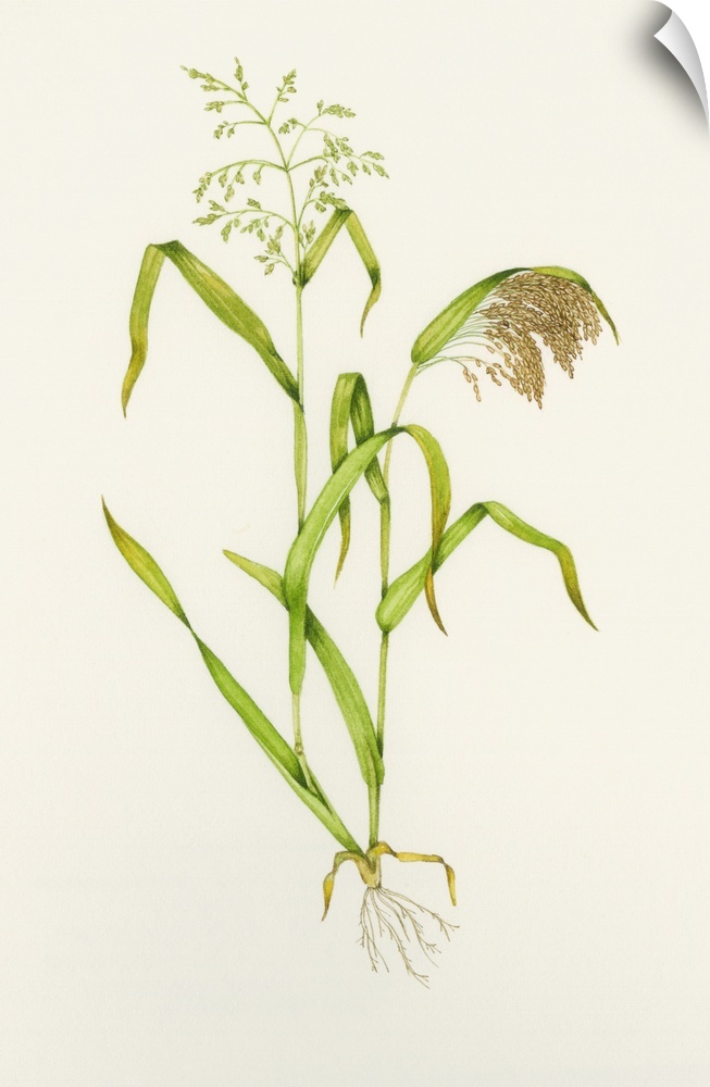 Proso millet (Panicum miliaceum). Watercolour artwork illustrating stages of growth of proso millet. The stem at left is t...
