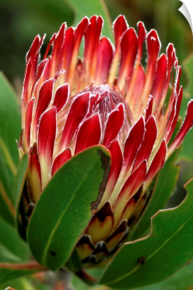 Protea flower (Protea obtisifolia). Photographed at De Hoop Nature Reserve, South Africa.