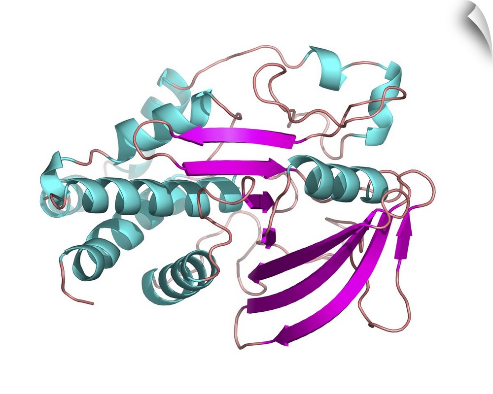 Protein tyrosine phosphatase molecule. Computer model of the secondary structure of an intermediate form of protein tyrosi...