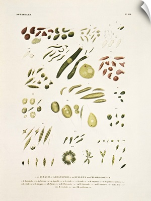 Protozoa, historical artwork