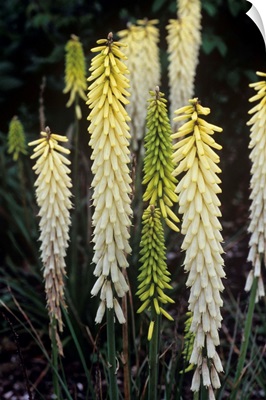 Red hot poker (Kniphofia 'Little Maid')