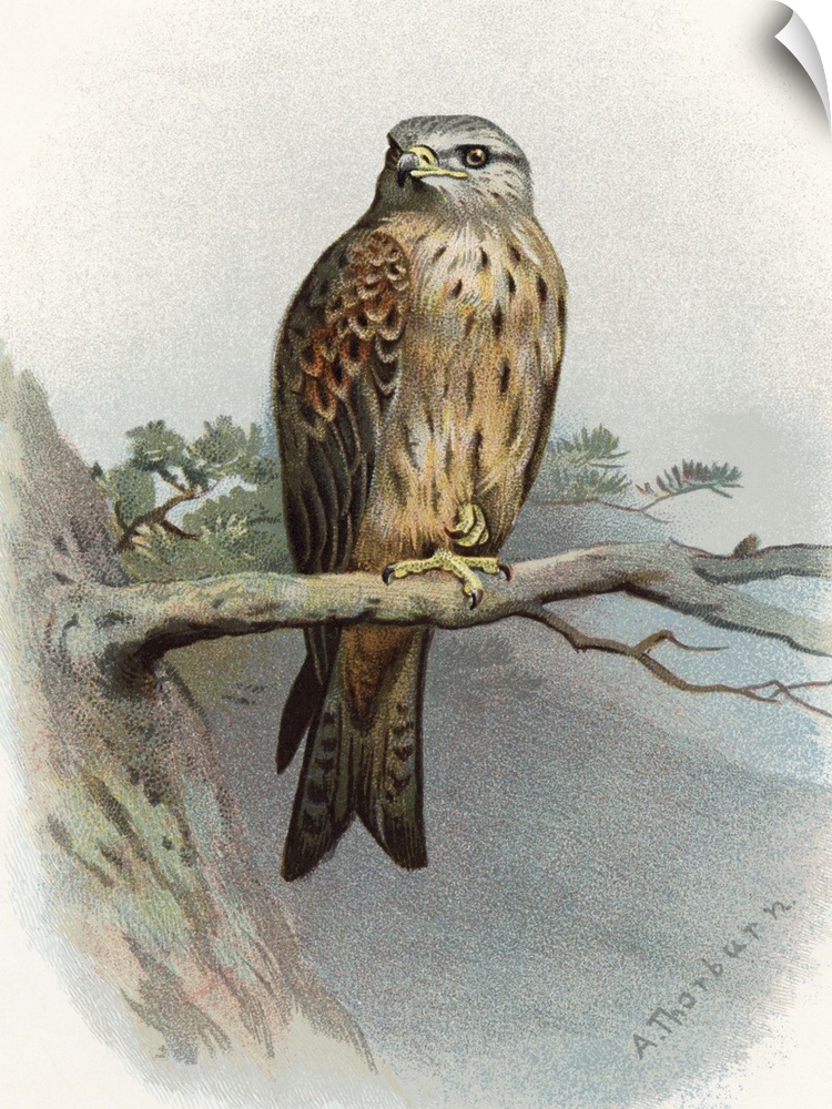 Red kite. Historical artwork of a red kite (Milvus milvus) perched on a branch. This bird of prey inhabits woodland near o...