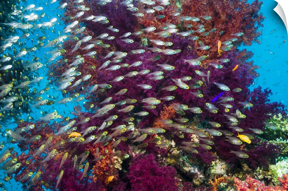 Coral reef with red sea dwarf sweepers (Parapriacanthus guentheri) and soft corals (Dendronephthya sp.). Photographed in E...