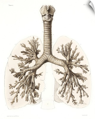 Respiratory Anatomy, 19th Century Artwork