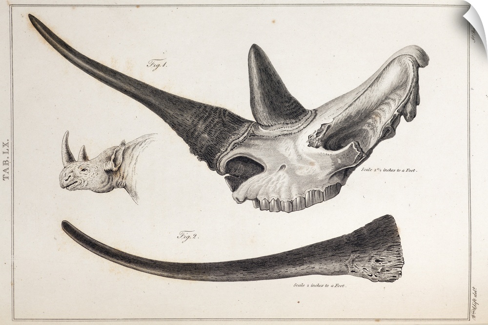 Copperplate engraving of a Rhino skull and horns from the work of Sir Everard Home before 1823. .