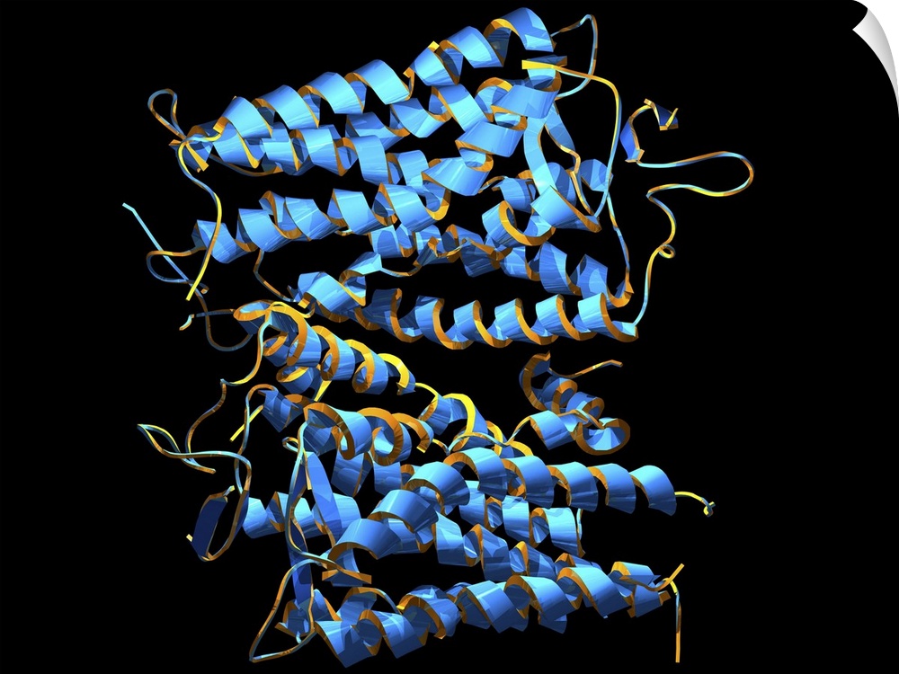 Rhodopsin protein molecule. Computer model of a molecule of the protein opsin that forms part of the rhodopsin complex. Rh...