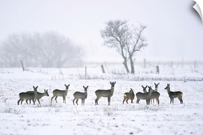 Roe Deer In Winter