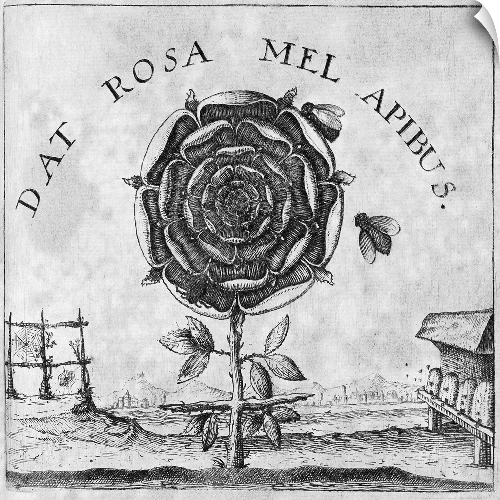 Thorny rose symbol. 17th century engraving depicting a rose and bees. The text reads 'The rose gives honey to the bees'. T...