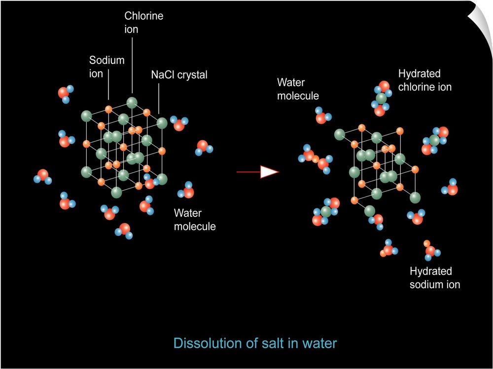 Salt dissolution. Computer artwork showing how sodium chloride (salt) is dissolved in water. At left is a cubic crystal la...