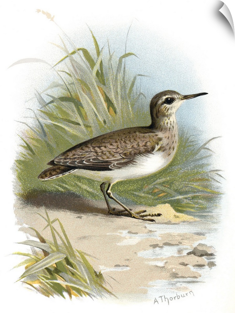 Common sandpiper. Historical artwork of a common sandpiper (Actitis hypoleucos). This is a migratory wading bird that feed...