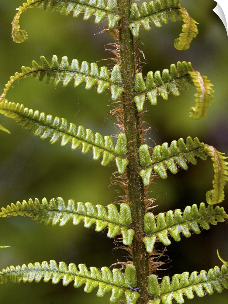 Scaly male fern (Dryopteris affinis) unfolding frond.
