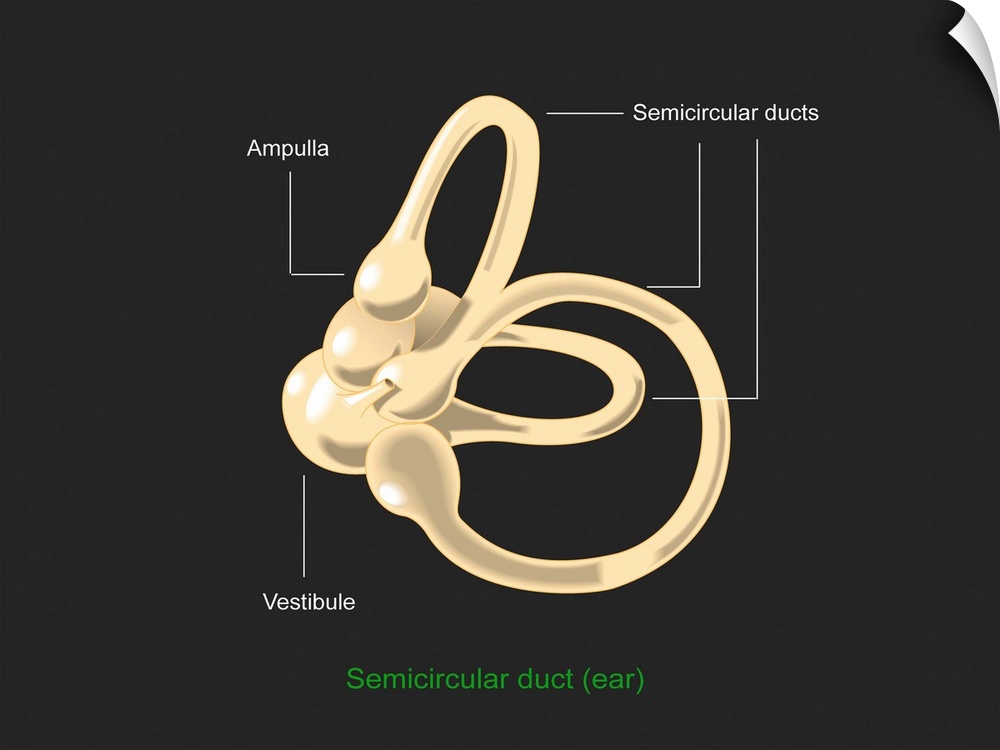 Semicircular canal. Diagram of the anatomical structure of the semicircular duct or canal, a structure in the inner ear th...