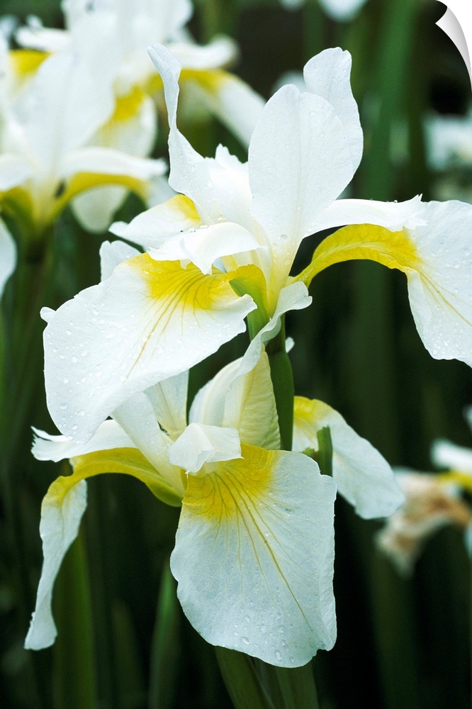 Siberian iris flowers (Iris sibirica 'Dreaming Yellow').