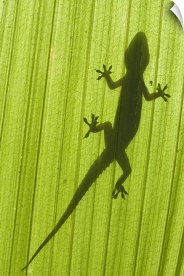 Silhouette Of A Gecko On A Palm Frond