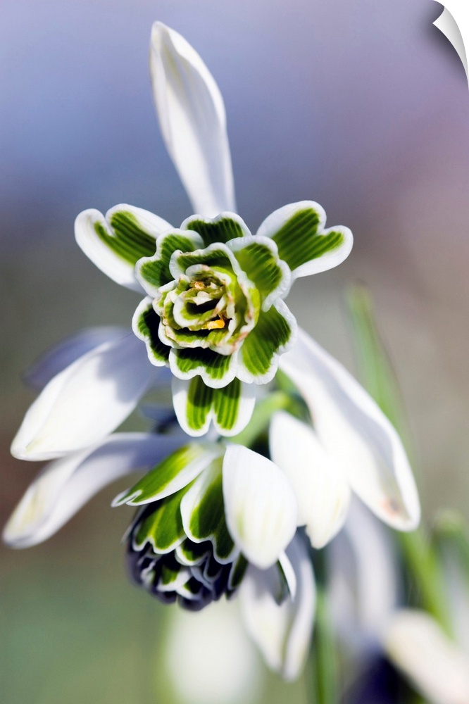 Snowdrop flowers (Galanthus 'Titania').