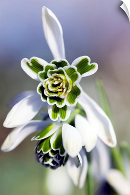 Snowdrop (Galanthus 'Titania')