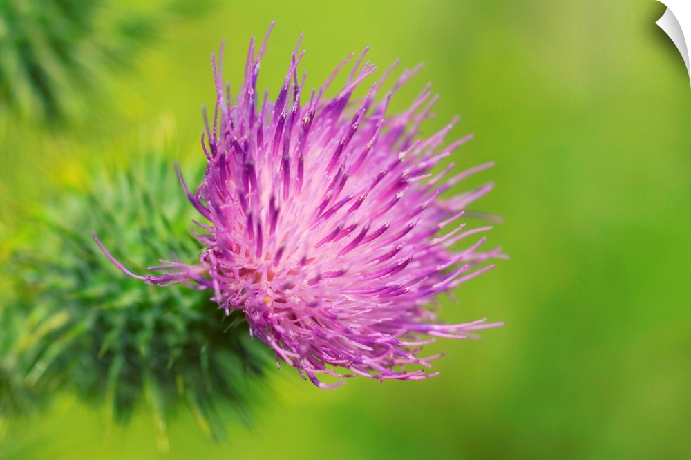 Spear thistle, or bull thistle, (Cirsium vulgare) flower. Photographed in July in the UK.