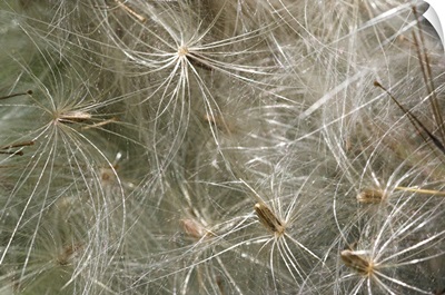Spear thistle seeds (Cirsium vulgare)
