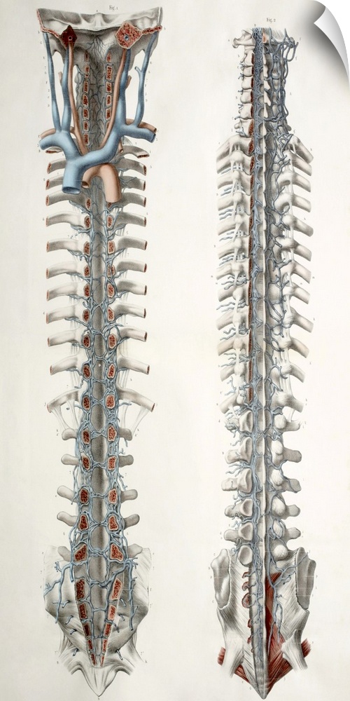 Spinal cord anatomy. These anatomical artworks form plate 11 from volume 3 (1844) of 'Traite complet de l'anatomie de l'ho...