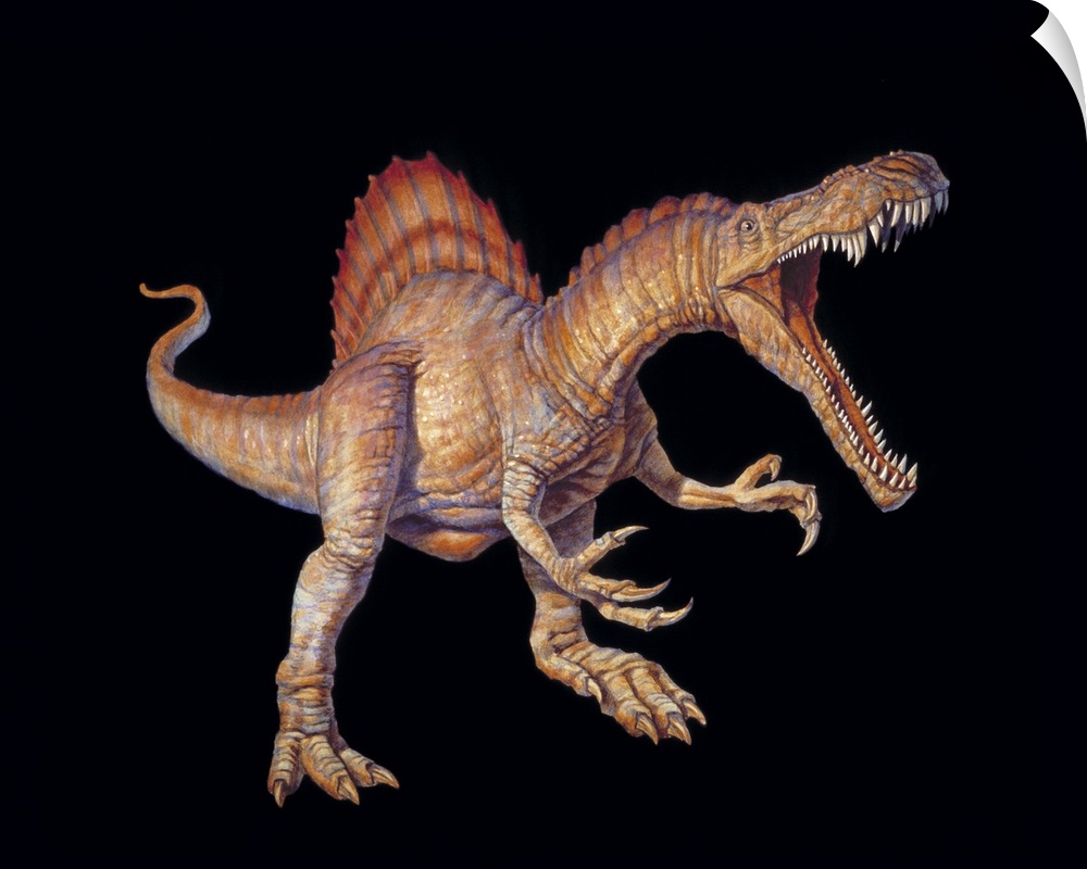Spinosaurus dinosaur. Artwork of a Spinosaurus dinosaur. This carnivorous theropod dinosaur lived between 110 and 100 mill...