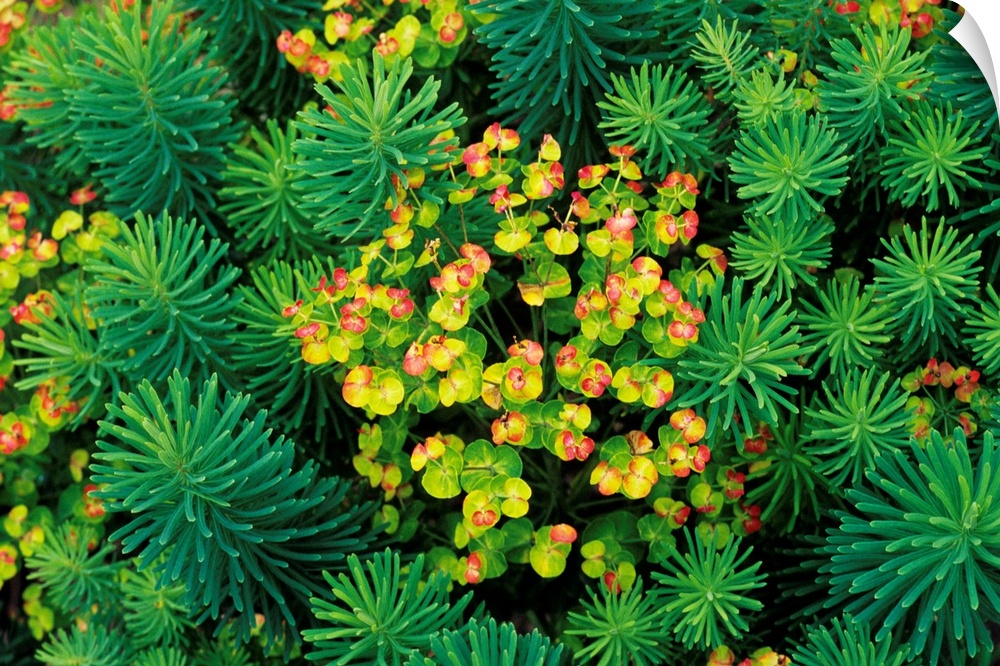 Spurge (Euphorbia sp.) flowers. This is a succulent plant.