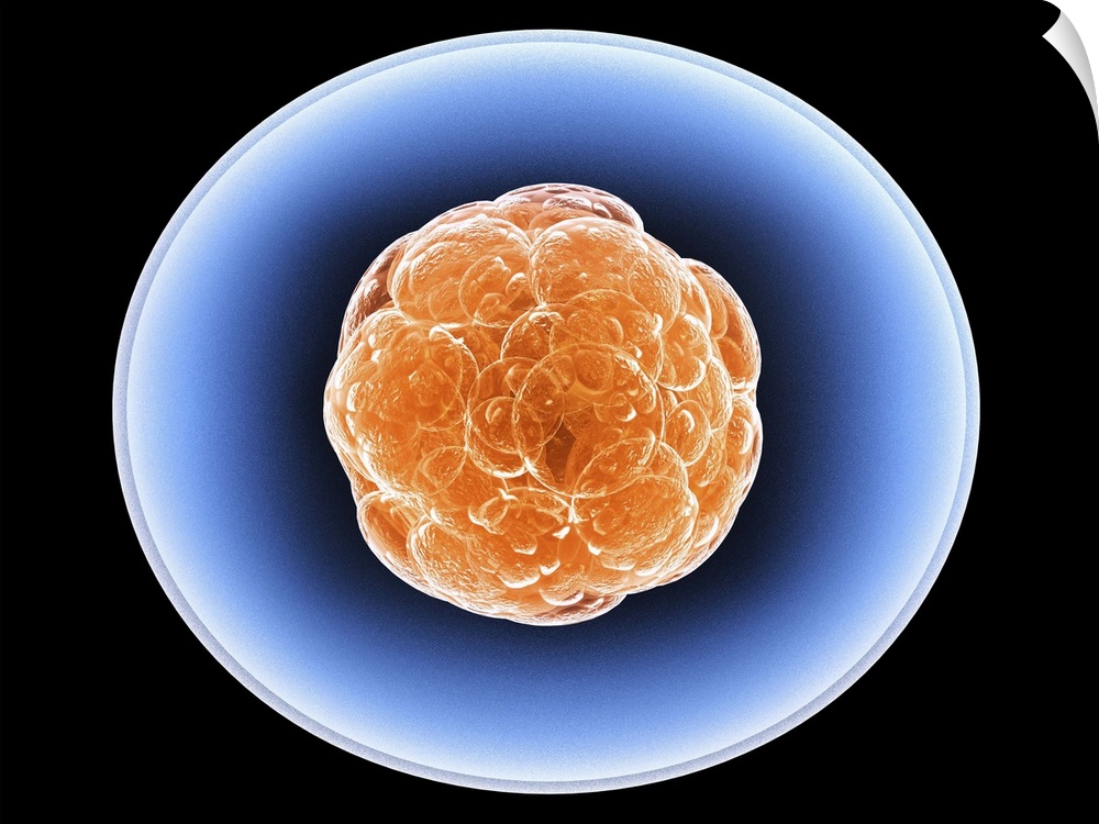 Stem cells, computer artwork. A stem cell is an undifferentiated cell that can produce other types of cell when it divides...