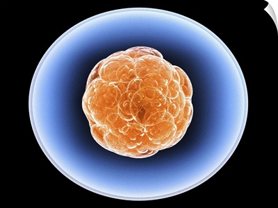 Stem cells, artwork