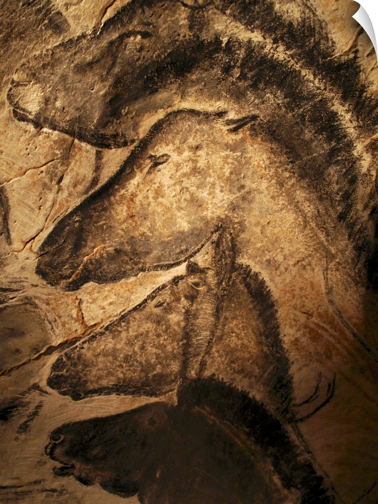 Stone-age cave paintings. Artwork of horses painted on the wall of a cave. These paintings are found in the Chauvet Cave, ...