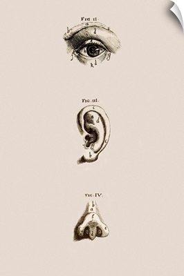 Surface anatomy of the eye, ear and nose