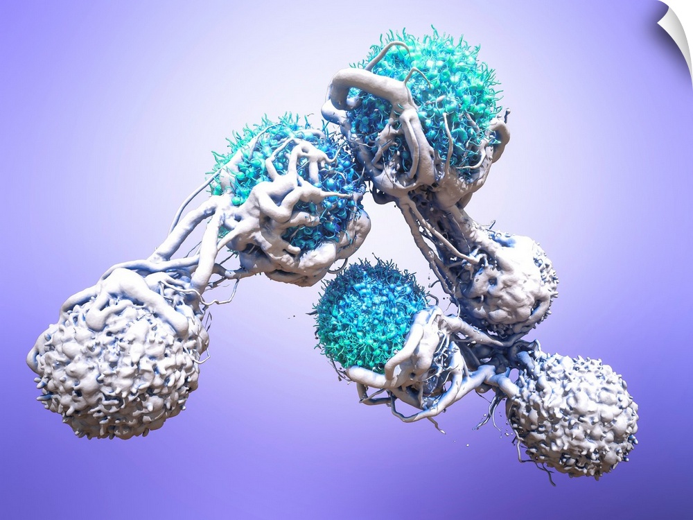 T cells attacking cancer cells. 3D computer illustration of T lymphocyte white blood cells (white) destroying cancerous ce...