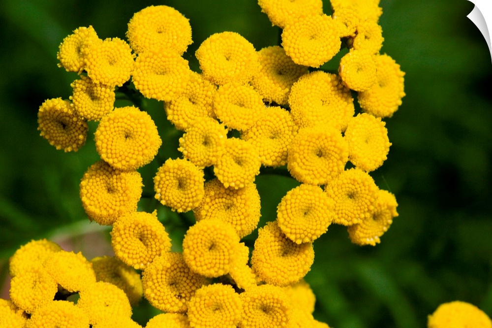 Tansy flowers (Tanacetum vulgare). Each flower head (yellow) is made up of many individual disc florets. The arrangement o...