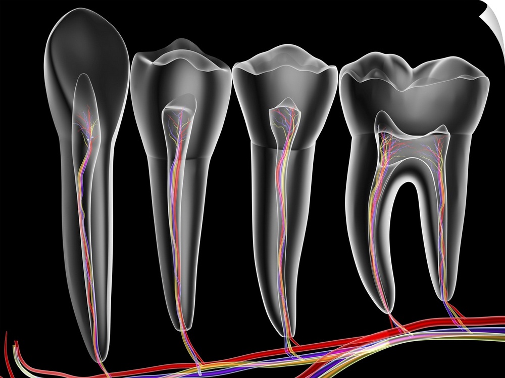 Four adult teeth. Transparent cross sections with arteries (red), veins (purple) and nerves (green). Computer artwork.