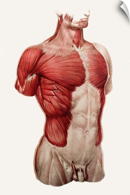 Thoracic and abdominal muscle