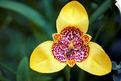 Tiger flower (Tigridia pavonia)