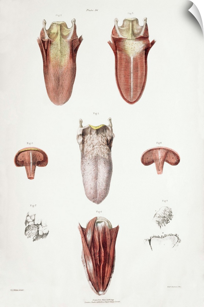 Tongue anatomy. Historical anatomical artwork of a human tongue. The main diagram (centre) shows the upper surface of the ...
