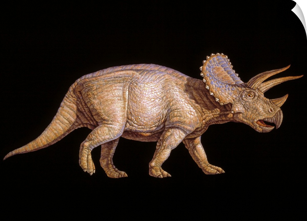 Triceratops dinosaur. Artwork of the herbivorous Triceratops dinosaur that lived from 72-65 million years ago, during the ...