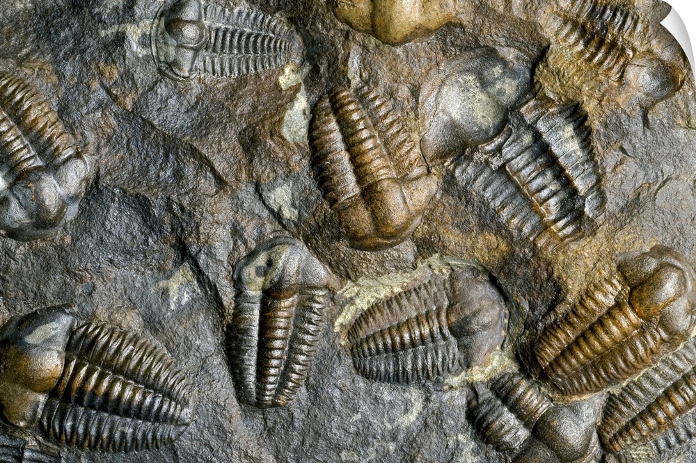 Trilobite fossils. Rock containing a number of trilobite fossils (Ellipsocephalus hoffi) from the middle Cambrian period (...