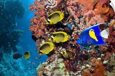 Tropical reef fish
